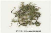 藏品(羽苔)的圖片